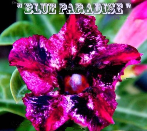 (image for) Adenium Obesum Blue Paradise 5 Seeds